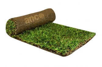 7 Lawn Care Tips for Sir Walter Buffalo Grass