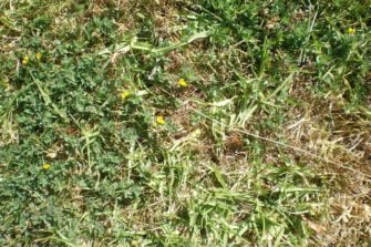 BYE BYE Weeds