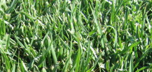 RTF Tall Fescue