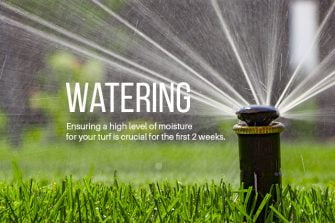 8 Secret Tips To Keep Your Lawn Green in Summer Heat
