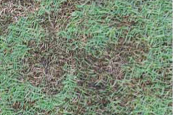 Lawn Disease Identification Chart Australia