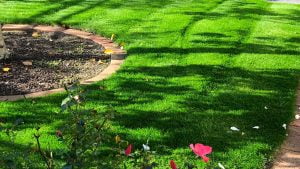 Nullarbor Fine Fescue Blend Special