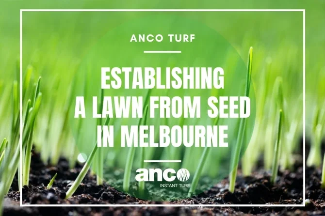 lawn from seed