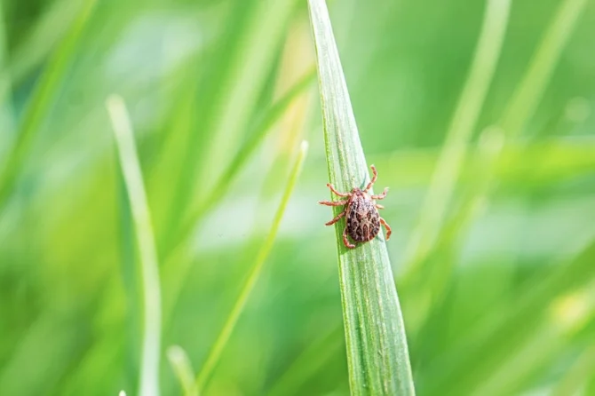 grub insect turf