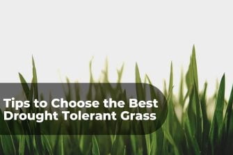 Tips to Choose the Best Drought Tolerant Grass