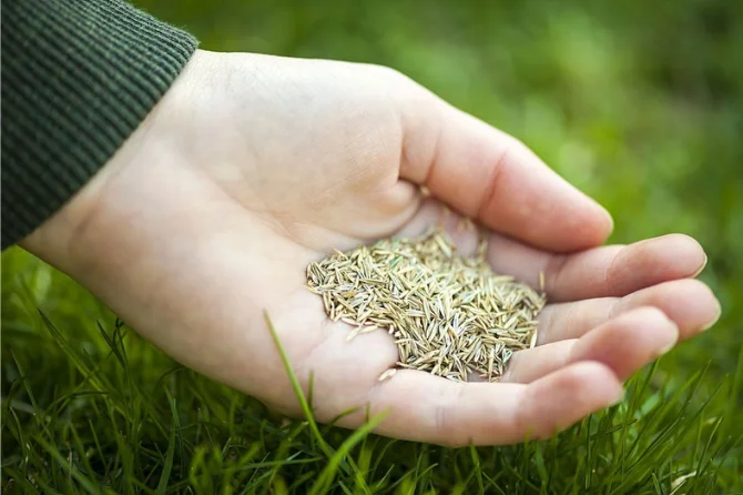lawn seeds