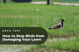 How to Stop Birds from Damaging Your Lawn