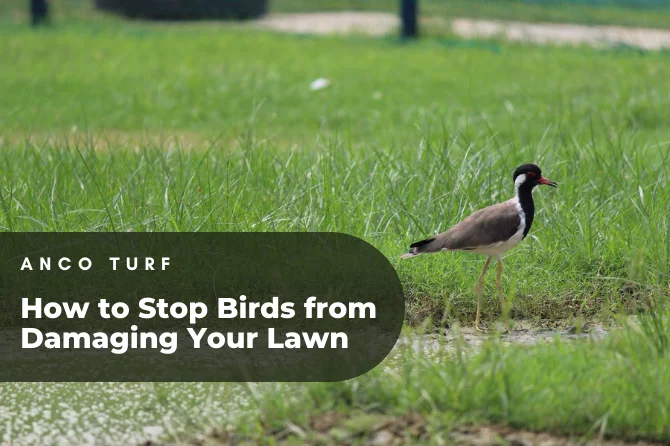 Birds from Damaging Your Lawn