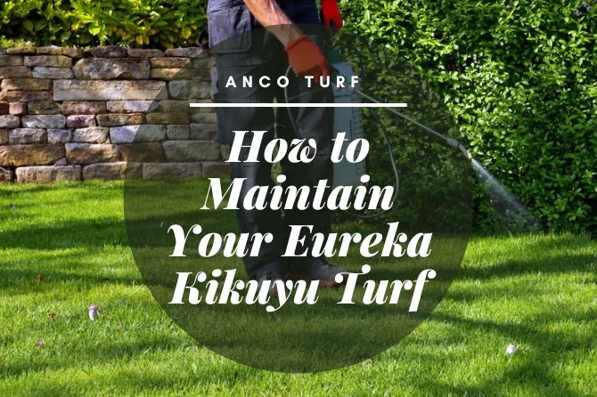 How to Maintain Your Eureka Kikuyu Turf