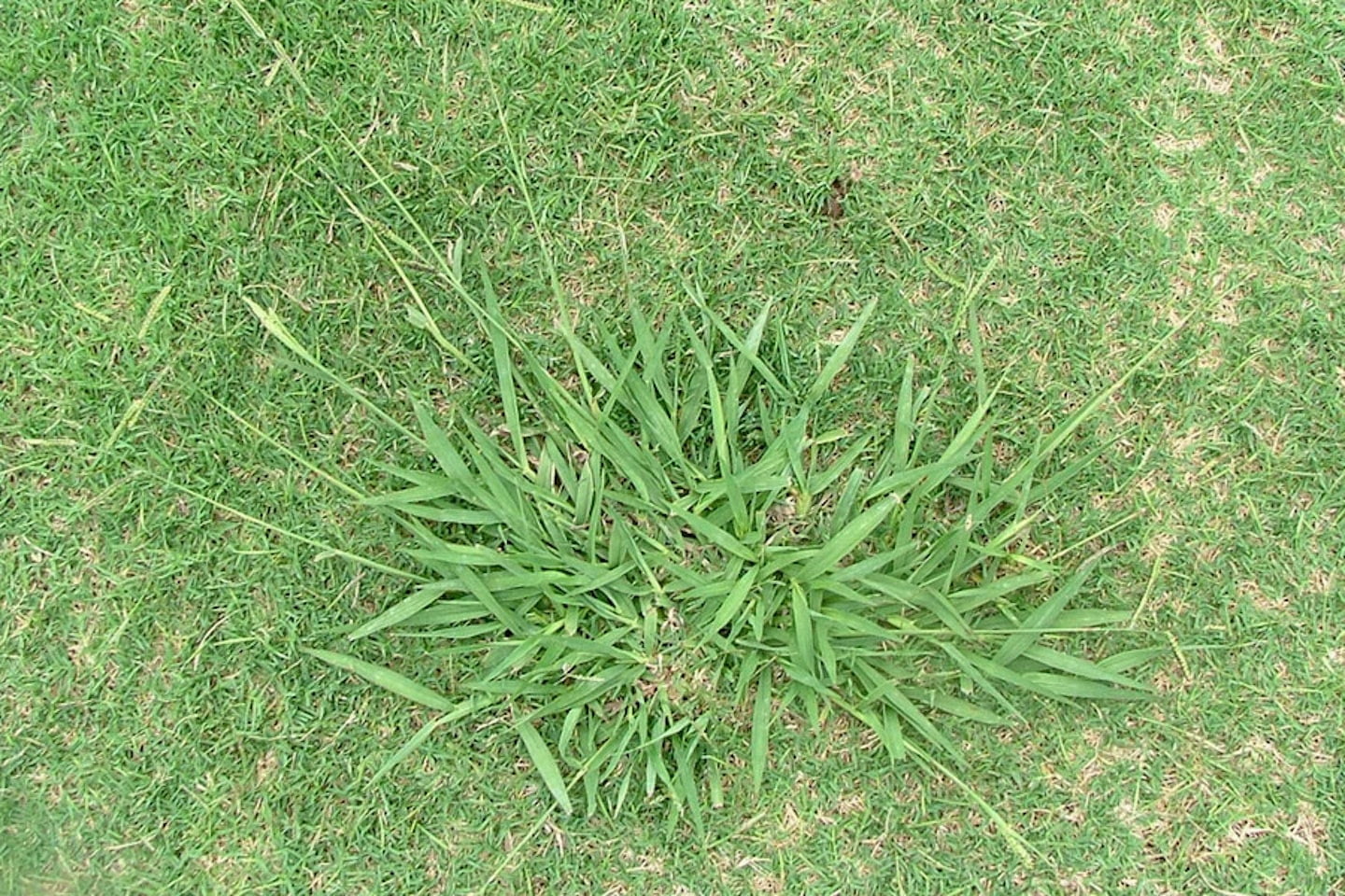 Lawns were meant to be easy