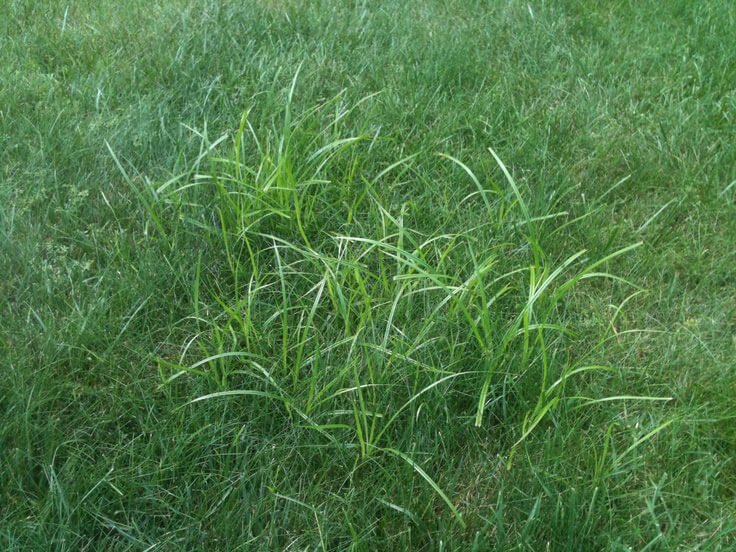 Lawns were meant to be easy