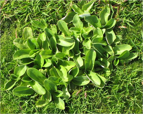 Lawns were meant to be easy