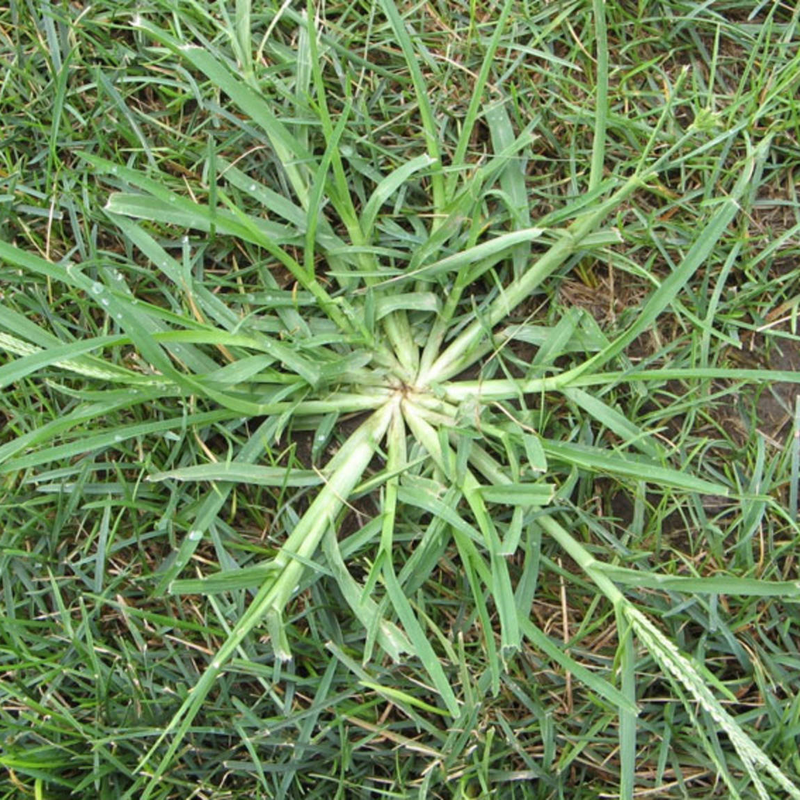 Lawns were meant to be easy