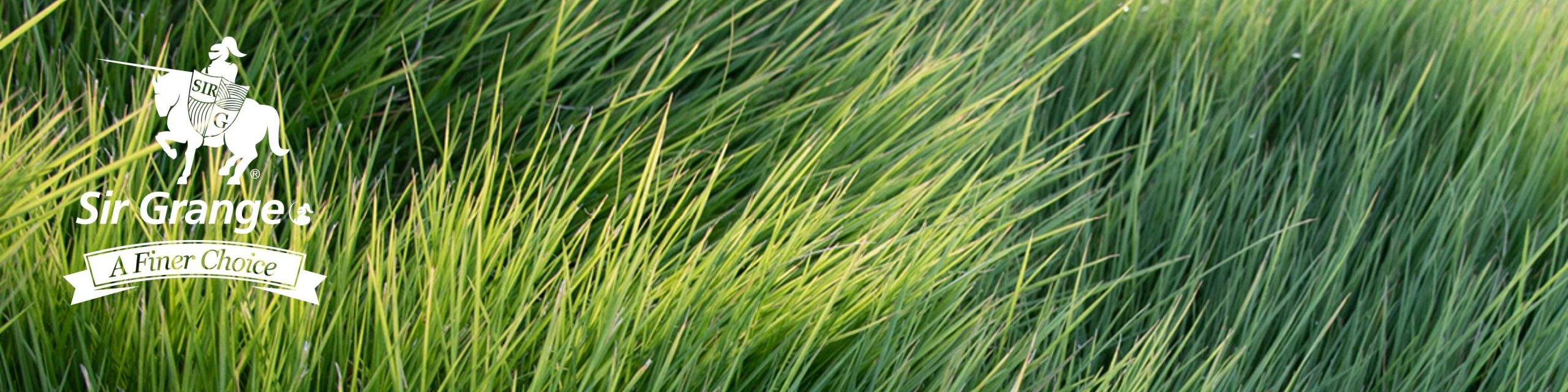 Sir Grange Zoysia