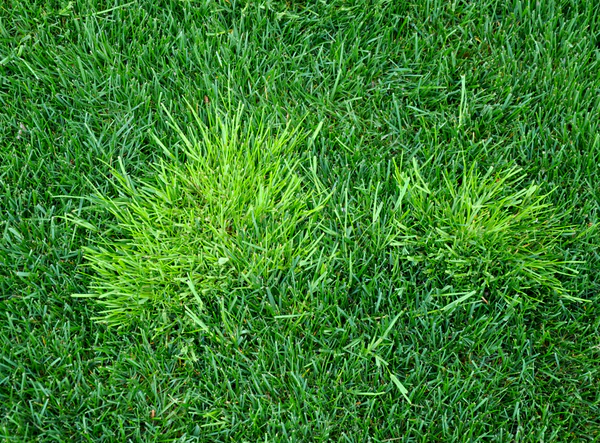 Lawns were meant to be easy