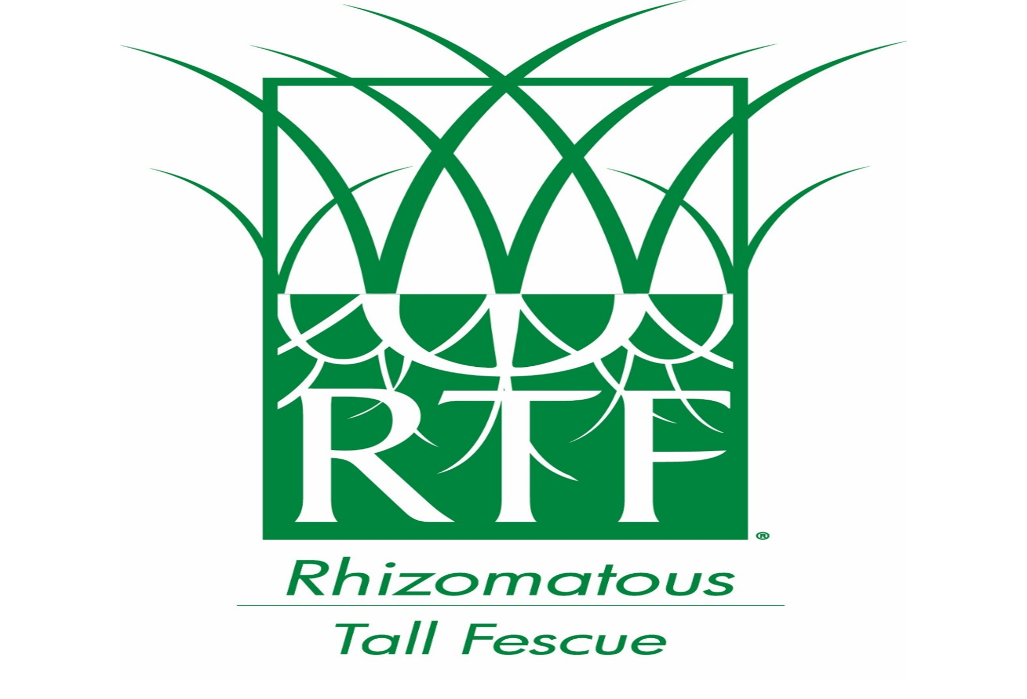 RTF Tall Fescue