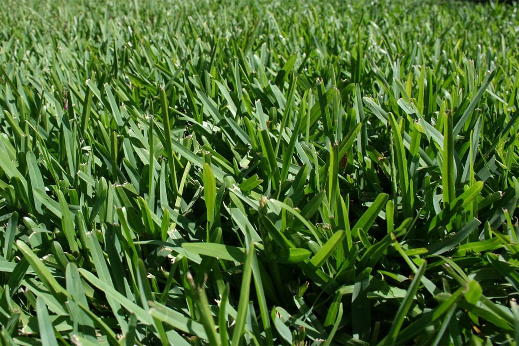 Caring-for-your-Sir-Walter-Lawn