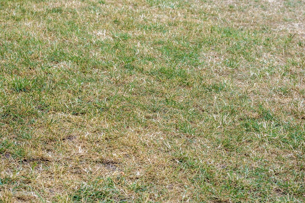 Dehydrated-lawn