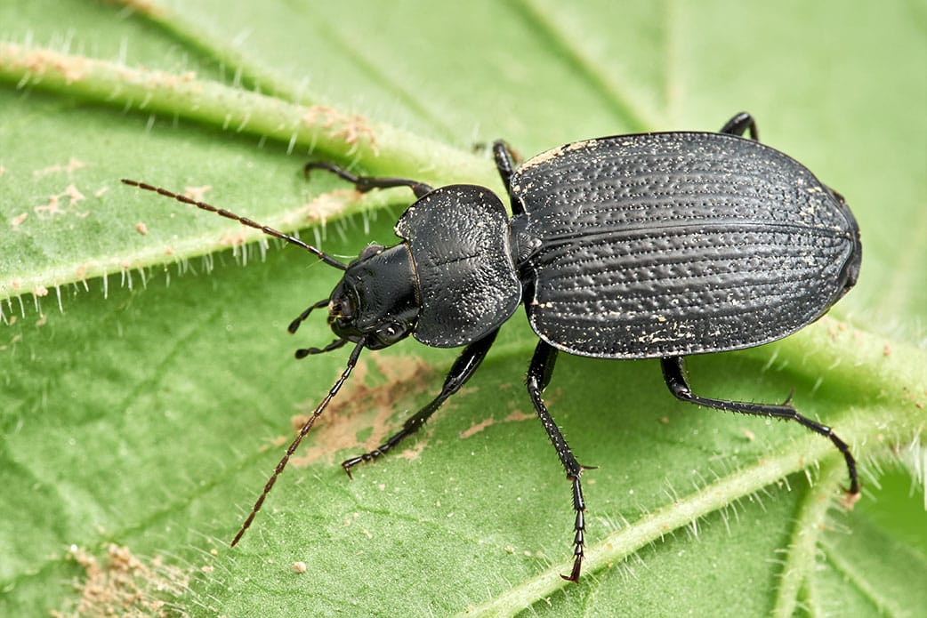 Pest-and-disease-Management