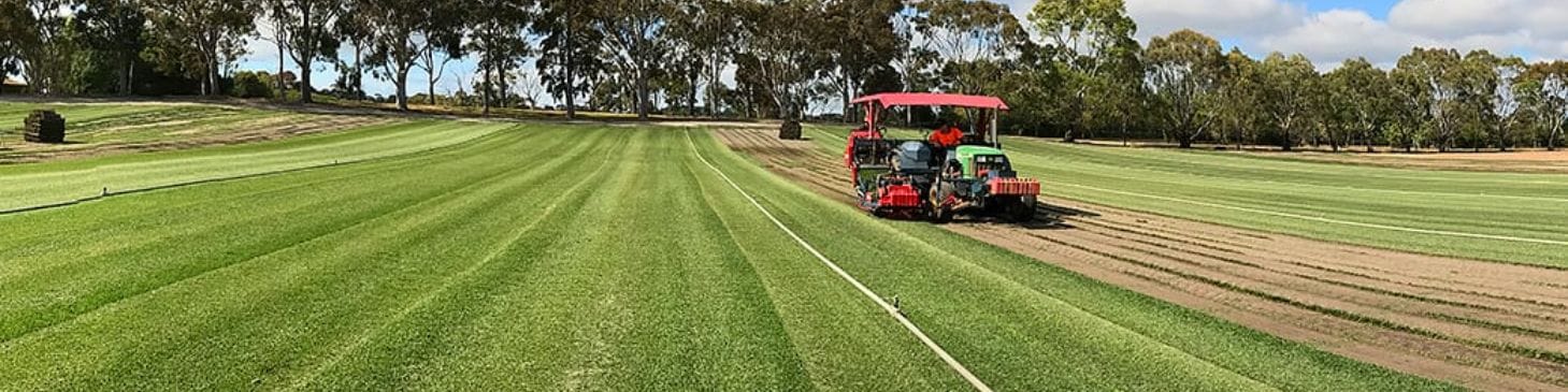 The Critical First Six Weeks for Your New Instant Lawn