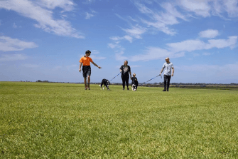 The Critical First Six Weeks for Your New Instant Lawn
